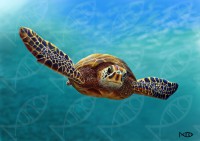 /album/ilustra%c3%a7%c3%a3o-cientifica1/tartaruga3-jpg1/