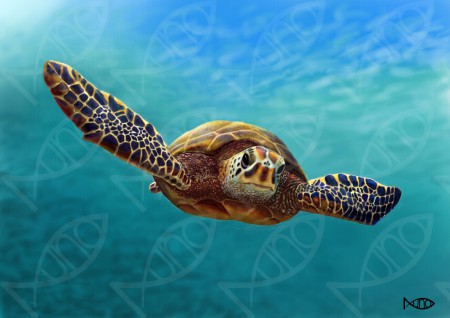 Green Sea Turtle – Chelonia mydas